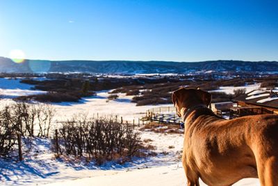 View of a dog on snow covered field