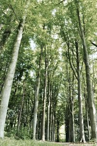 Low angle view of bamboo trees in forest