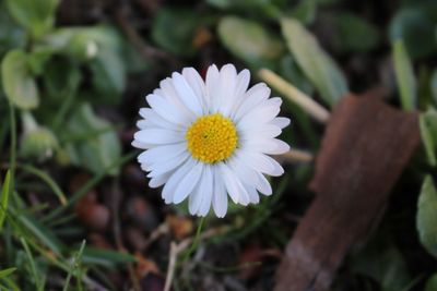 Close-up of white daisy flower