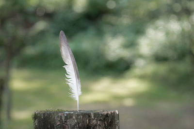 Close-up of feather against wood