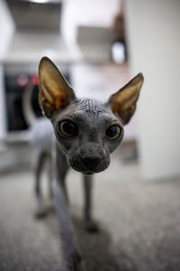 Portrait of dog at home