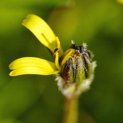 Close-up of insect on yellow flower