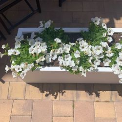 High angle view of white flower pot