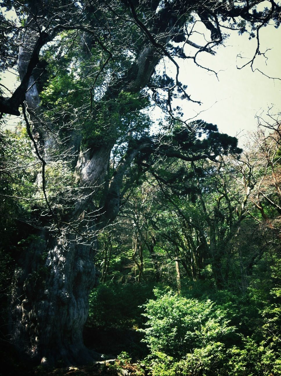 屋久島  (Yakushima of The World Natural Heritage)