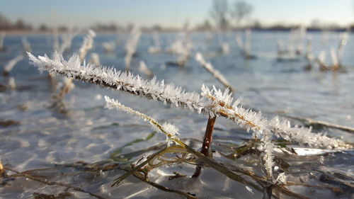 Close-up of frozen plants against sky