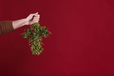 Cropped hand of woman holding christmas tree