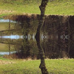 Trees on field by lake