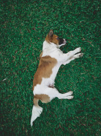 High angle view of dog on field