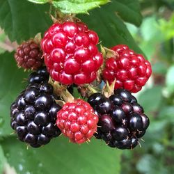 Close-up of strawberries