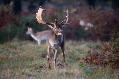 Portrait of deer standing on field