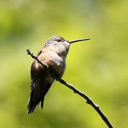 Close-up of bird perching on wall