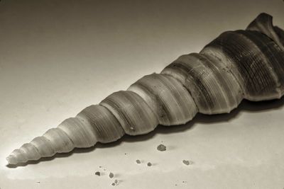 Close-up of shells on the table