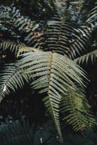 Close-up of fern leaves