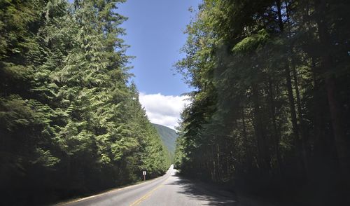 Empty road amidst trees in forest
