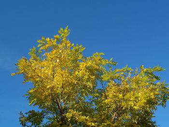 Low angle view of yellow flower tree against clear blue sky