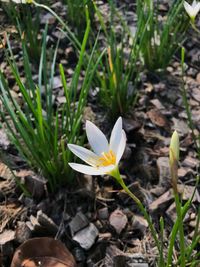 High angle view of white crocus flower on field