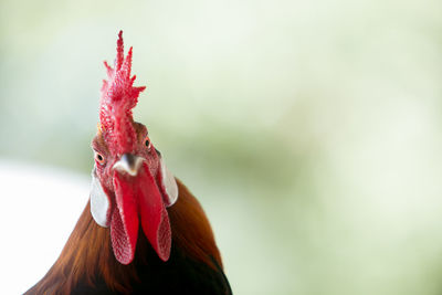 Close-up of rooster