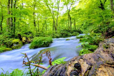 Scenic view of river stream amidst trees in forest