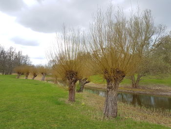 Trees in grass against sky