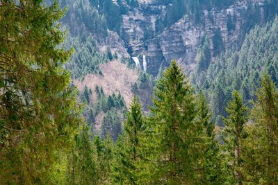 Pine trees in forest