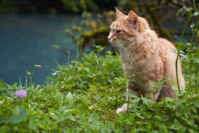 Cat sitting in a grass