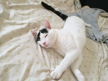 High angle view of cat resting on bed