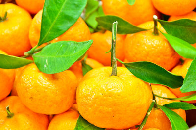 Full frame shot of orange fruits