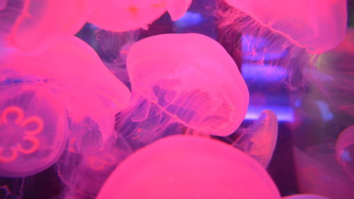 Close-up of jellyfish swimming in aquarium