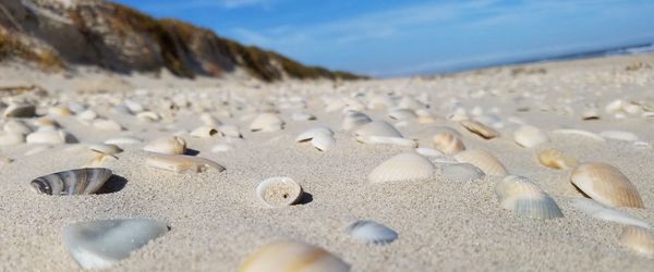 Surface level of shells on sand at beach against sky