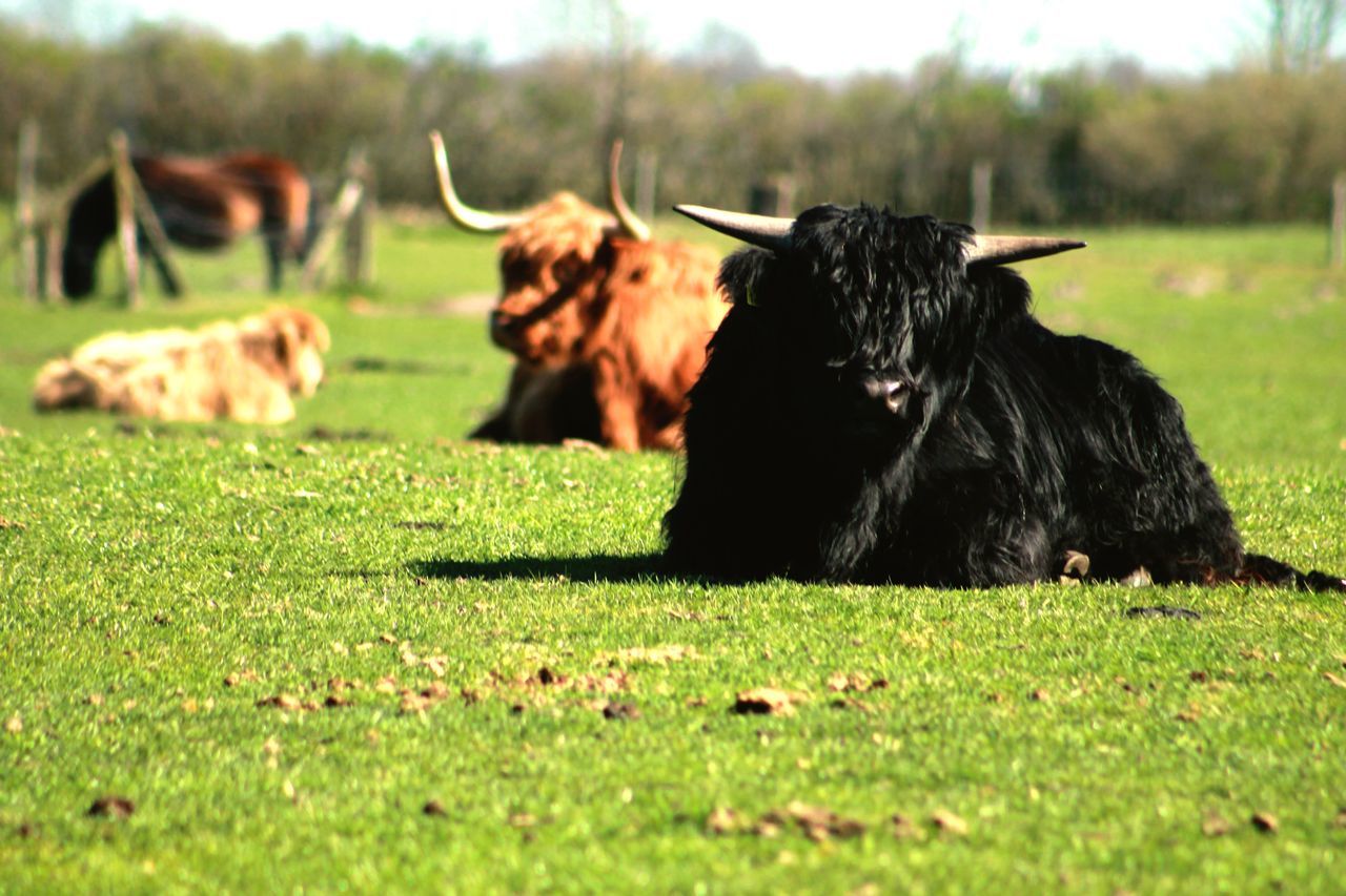 mammal, animal themes, domestic animals, animal, grass, pets, domestic, field, livestock, land, plant, vertebrate, cattle, group of animals, domestic cattle, no people, nature, horned, green color, selective focus, outdoors, herbivorous