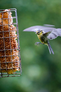 Close-up of bird flying by honeycomb