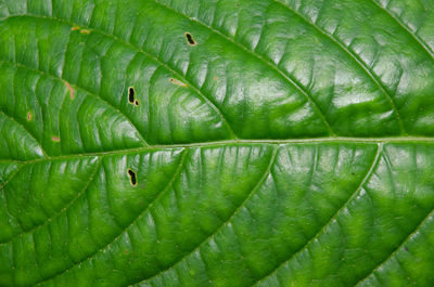 Full frame shot of wet leaves