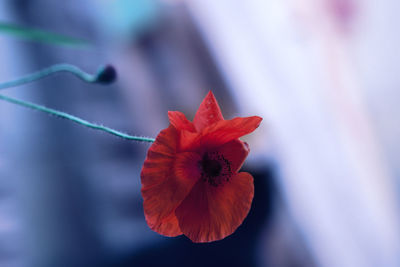 Close-up of red flower