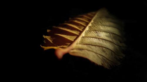 Close-up of leaf over black background