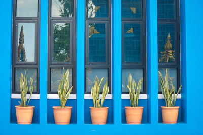 Potted plants on window sill of building