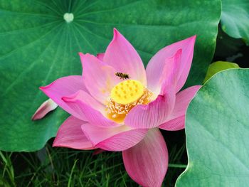 Close-up of pink lotus water lily in pond