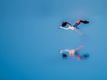 Flamingo flying over blue lake