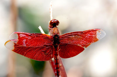 Close-up of dragonfly on plant