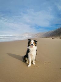 Cute border collie dog sitting down at the beach.