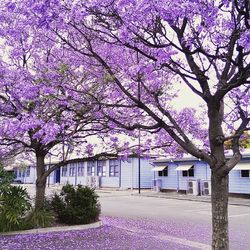 Pink flowers on tree