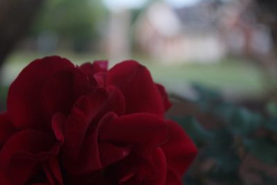 Close-up of red rose