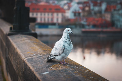 Pigeons in pllrague