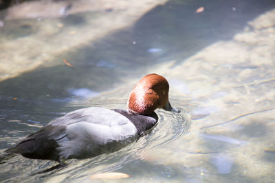 Close-up of duck swimming in lake