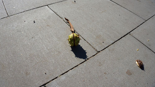 Shadow of tree on the wall