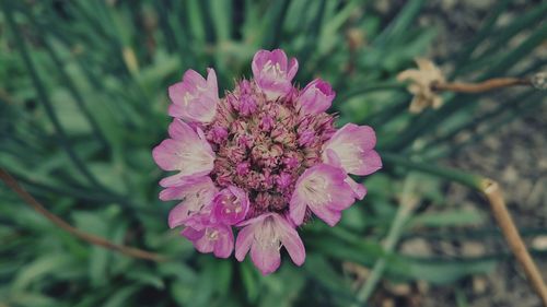 Close-up of pink flower blooming outdoors