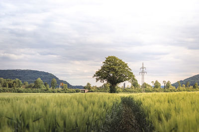 Scenic view of agricultural field against sky