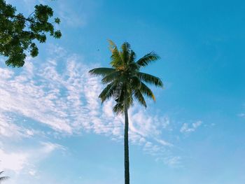 Low angle view of palm tree against sky