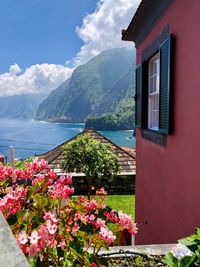 Pink flowering plants by building and mountains against sky