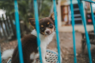 Portrait of puppy