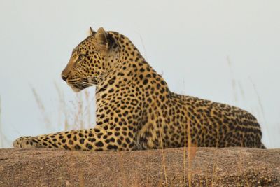 Close-up of leopard sitting outdoors